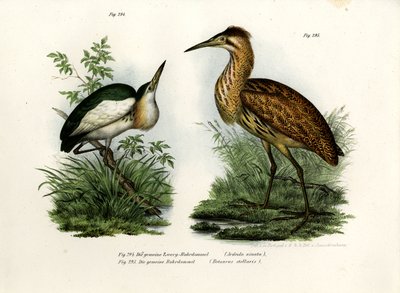 Avetorillo común, 1864 de German School